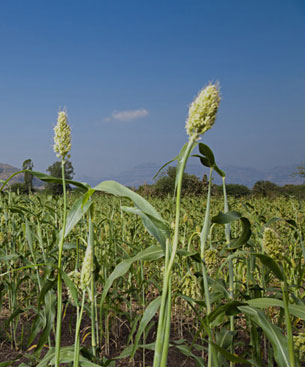 Agro Industries